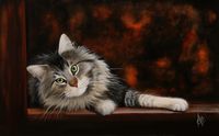 main coon taille 61x38 cm